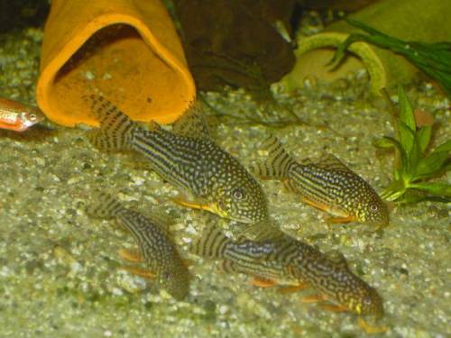 corydoras sterbai aeneus aquarien wurzeln