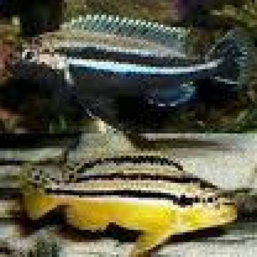 trkisgoldbarsch melanochromis auratus
