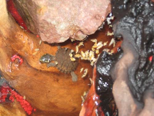 suche g�nstige aquarien f�r zucht