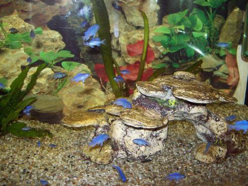 junge cichliden brasche zu verkaufen schneckenbarsche