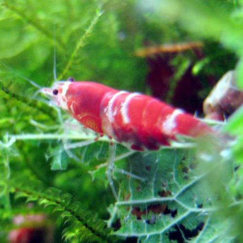 original crystal red