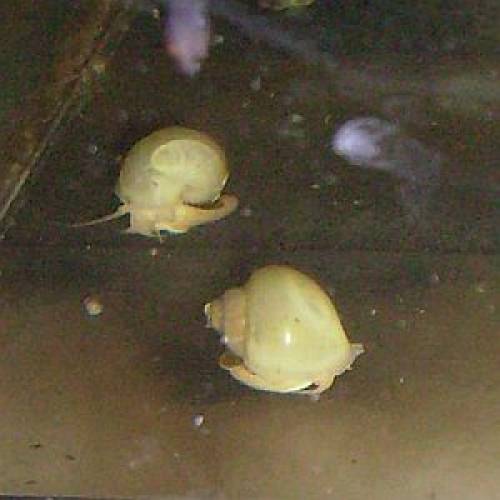 reinerbig wei�e apfelschnecke