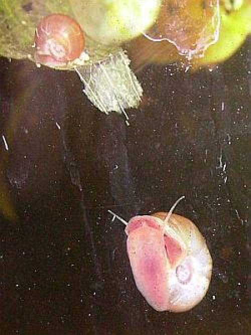 reinerbige orangene posthornschnecke