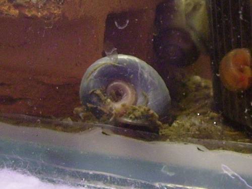 reinerbige blaue posthornschnecke