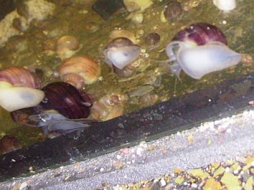 geschlechtsreife reinerbige lilane apfelschnecke