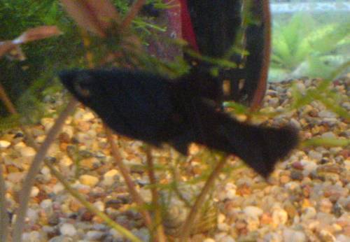 blackmollys abzugeben