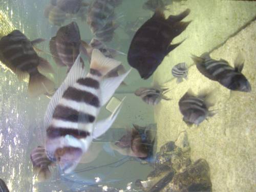 cyphotilapia gibberosa mpimbwe