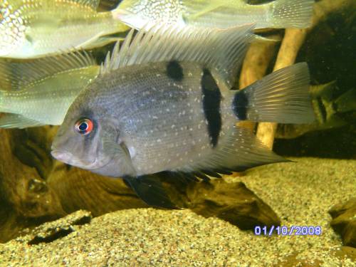  er gruppe uaru fernandezyepezi