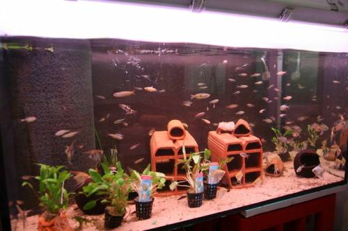 diverse fische fr ein gesellschafts aquarium gnstig wegen 