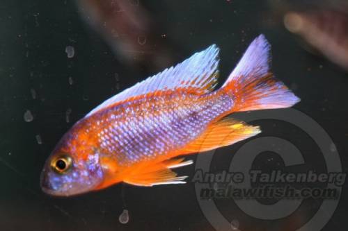 aulonocara eureka malawi buntbarsche orange fische 