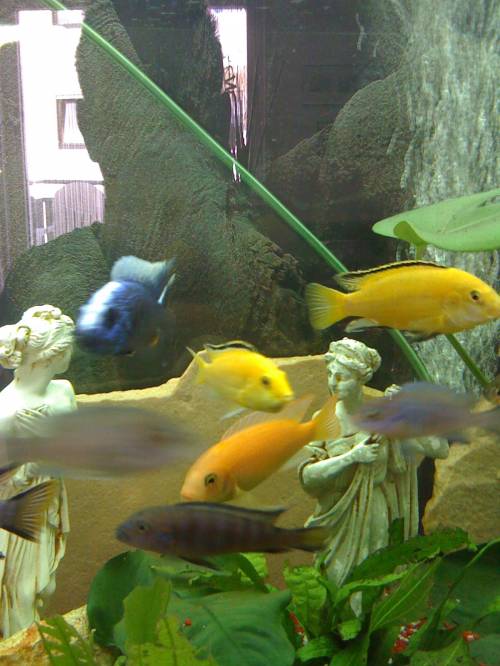 verkaufe gelbe labidochromis caeruleus