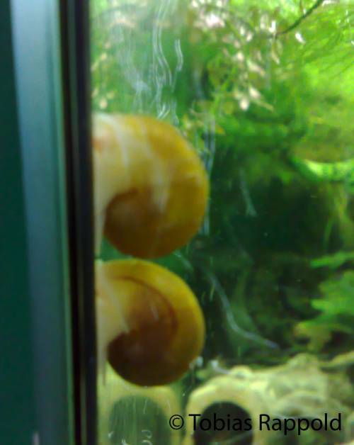 goldene braune apfelschnecken