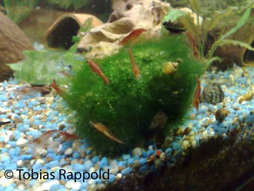 zwerggarnelen red cherry fire