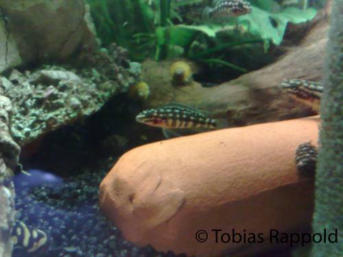 vierstreifen schlankcichlide