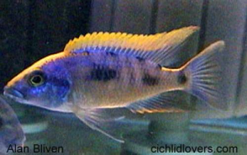 verkaufe junge otopharynx lithobates sulfurhead