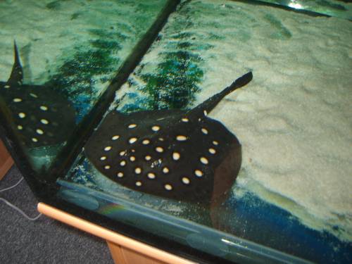 leopoldi rochen bock