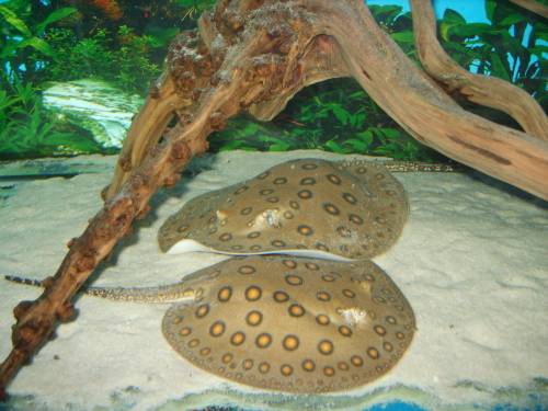 zwerg motoro orange spotted paar