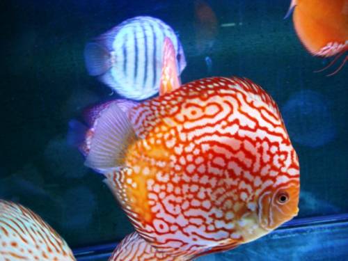 diskuszucht hohenadel