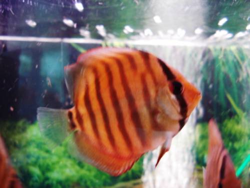 diskuszucht hohenadel