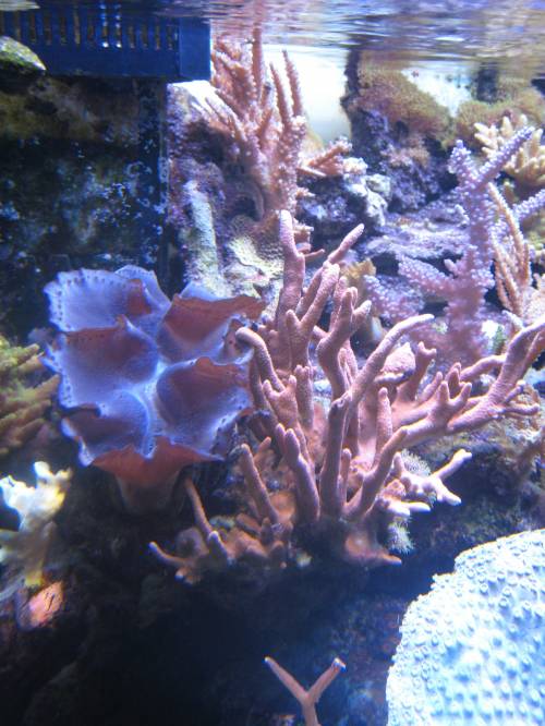 m�rdermuschel tridacta