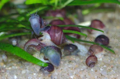 reinerbige dunkelrosa apfelschnecken abzugeben