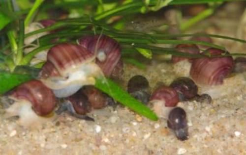 reinerbige rosa apfelschnecken abzugeben versand m�glich