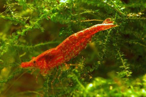 red fire garnelen abzugeben