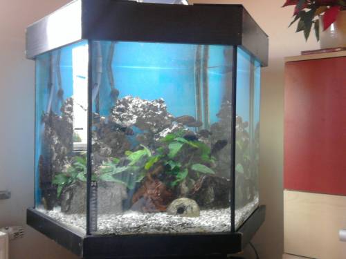 sechseckaquarium l komplett mit tropheus