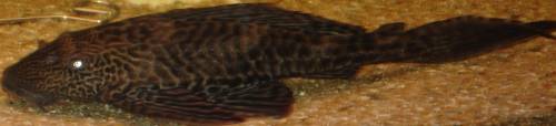 pterygoplichthys gibbiceps wabenschilderwels