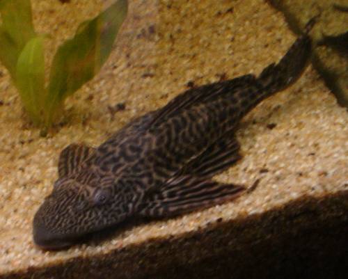 wabenschilderwels pterygoplichthys gibbiceps