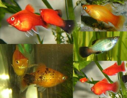 wundersch�ne gesunde platynachzuchten