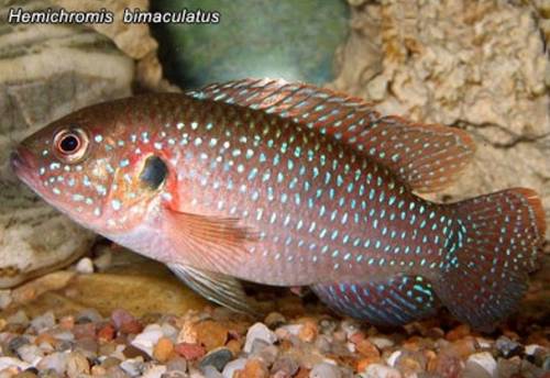rote buntbarsche hemichromis bimaculatus