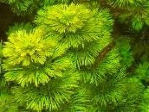 bl�tenstielloser sumpffreund