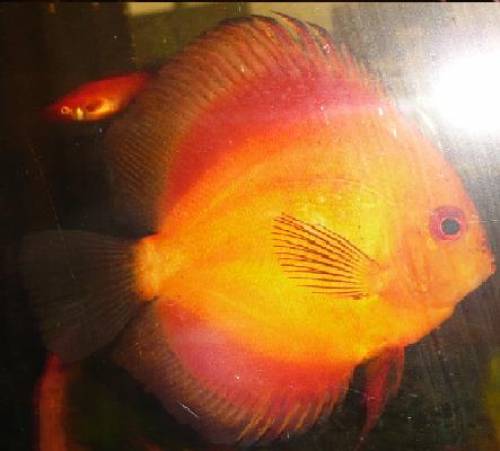  sch�ne gro�e diskusfische