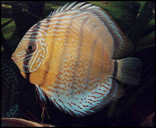 suche brauner diskus