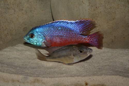  protomelas taeniolatus boadzulu 