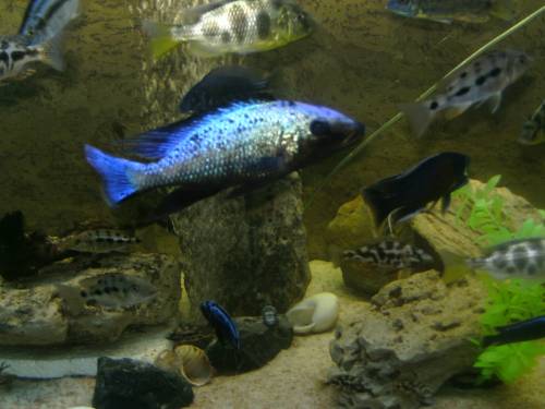 malawi fossochromis rostratus 