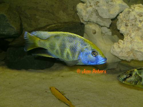 malawisee cichliden buntbarsche