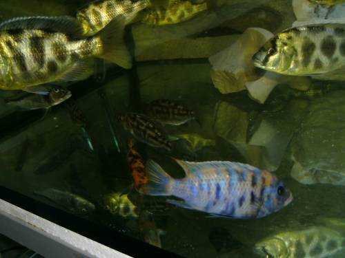 metriaclima fainzilberi