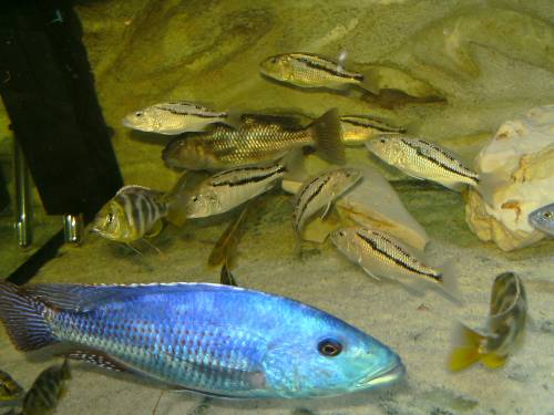 malawisee buntbarsche