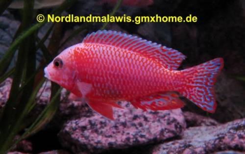 malawibuntbarsche aus hobbyzucht 