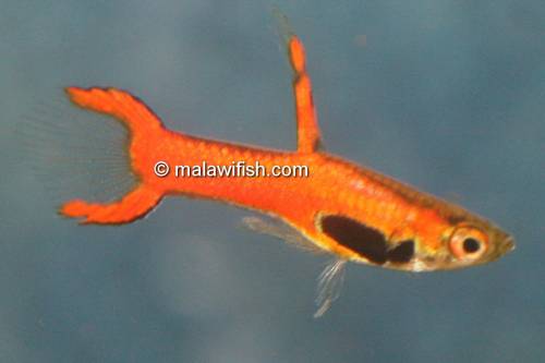 endlerguppy endler red scarlet