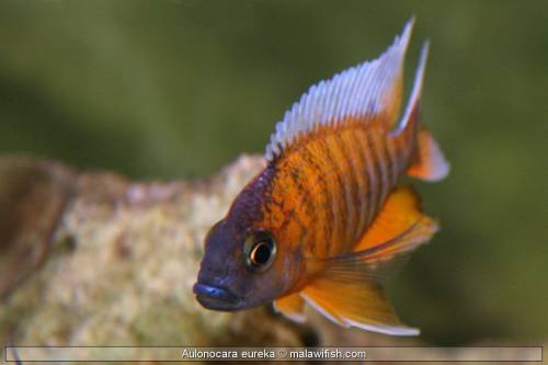 malawibuntbarsche malawis fische