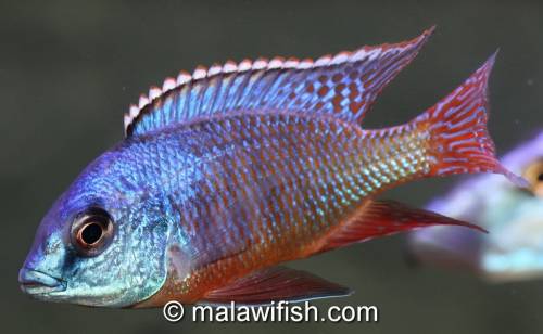 fische verschiedenste afrikanische buntbarsche welse