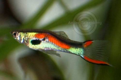 guppy endler red scarlet chest top yello sword