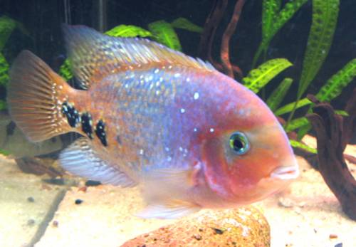 quetzalbuntbarsch vija synspilum variante blue spotted 