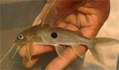 einpunkt fiederbartwels synodontis notatus 
