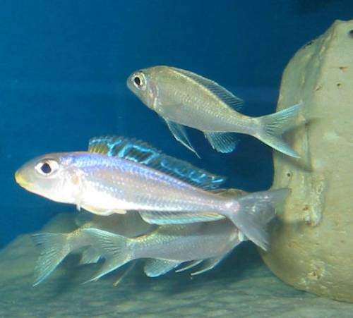 xenotilapia bathyphilus kekese