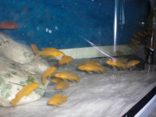 neolamprologus leleupi cap tembwe