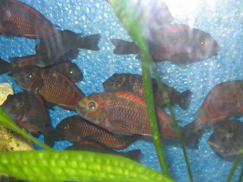 tropheus moorii moliro zuchtgruppe